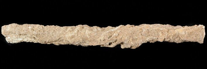 Fulgurite - Petrified Lightning Strike #48363